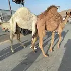 قعدان للبيع مغلقة بلدي موقع نجران