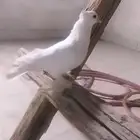 ذكر صنعاني اقبل البدل بحمام اي نوع على سوم