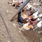 دجاج للبيع