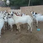 غنم ماعز بلدي قرايب دفيع على شرط العدد 20 راس مراح واحد ماشا