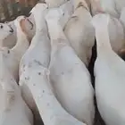 يوجد لدينا ضان رفيديات قرايب موالدات الموقع جيزان