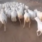 ضان رفيديات قرايب سن طيب العدد 70