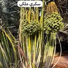يوجد لدينا جميع انواع إنخل عربي ووشنطني جميع المقاسات متوفره
