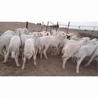 النوع بهم حري تربيه شعره بيض وطرف   العدد  30