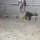 فروخ شامو ياباني فواخر