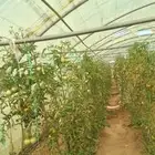 6بيوت محميه نظيفه شبه جديد مع كامل اغرضها حديد اردني مجلف