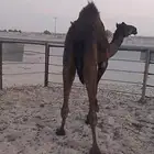قعود عمره سنه 3شهر سمين فل بري
