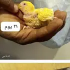 فروخ روز لهواة الغر والهدد