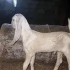 جفر مطور بنجابي فاخر