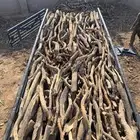 البيع صندوق دنا شرط يبس