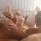 صوص دجاج للبيع العمر شهرين ونص العدد تقريبا 34