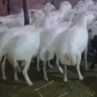 ضأن قرايب دفيع مراح واحد العدد 150 راس مضمونه مشروطه من اي ش