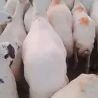 ضان رفيديات دفيع الا شرط سن طيب جروم طيب العدد 100