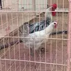 للبيع دجاج فيومي