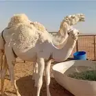 حاشي عمره من 5 إلى 6 شهور