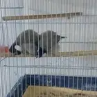 بلبول للبيع انثئ وذكر