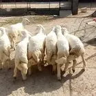 طليان فل شحم ماشاء الله تبارك الله
