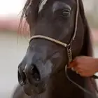 للبيع مهره مكس وهو الموقع لاحسا الون سودهأ