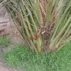 يوجد لدينا جميع انواع انخيل بياض نجران