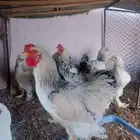 دجاج براهما للبيع