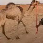 بكره مفروده بنت ولد الاعور القرشي ومها مهجنه