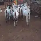 غنم بيشيات مزاين ماشاءالله قرايب دفيع على شرط العدد 20 مراح