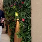 جميع انواع الشجرة المثمرة الورود مع المظلات