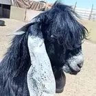 تيس عارضي معرف عمره 9 شهور