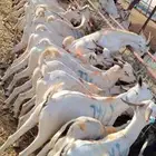 غنم تيوس صومالي