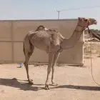 بكره حقه سبوق لها رابطين