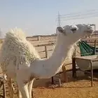 قعود طيب توه مسحوب من امه