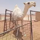 بكره للبيع