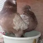 البيع اجواز كنق