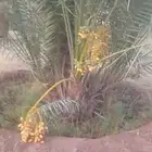فسايل للبيع ع الطلب حائل الشنان بقعاء