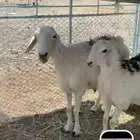 للبيع الشاھ وبنتھا