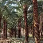 نخل للبيع في مكه جده نخل بجميع المقاسات