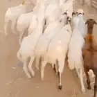 رخيل بلدي العدد عشرين