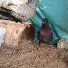 للبيع حمام