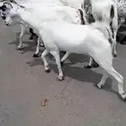 غنم ماعز بيشيات