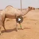 قعود حق للبيع