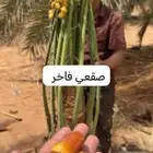 نخيل للبيع جميع الأنواع والمقاسات