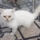 قط شيرازي 7 شهور