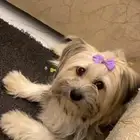 كلب من فصيلة مارتيز