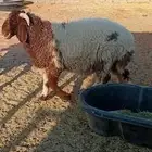 خروف. للبيع