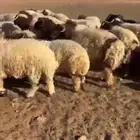 بيع اغنام حري نعيم سواكن