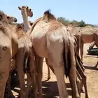 قعدان صومالي نخب اول مفاريد لحم طيب وممتاز للمناسابات