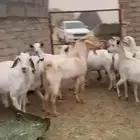 معزا مقاني