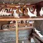 بط وحمام