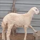 خروف حري العمر 6شهور