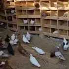 البيع حمام مشكل